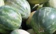 How to Grow Ice Box watermeloenen