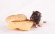 Hoe om te doden een Rat met pindakaas