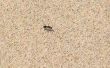 How to Get Rid van zand mieren