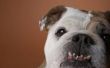 Tanden Trouble in korte-Faced honden