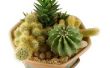 Soorten kamerplanten Cactus