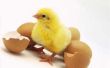 Incubator Hints voor kip broedeieren stadia