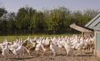 Het starten van een organische kippenboerderij