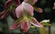 Delen van een orchidee Plant