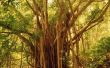 Lijst van tropische bomen