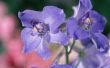 Het verschil tussen paars & Violet