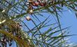 Hoe te graven een Roebelenii Palm voor verwijdering