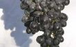 Hoe de zorg voor een Concord druif wijnstok
