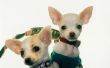Eigengemaakte Hondevoer voor Chihuahuas