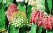 Verzorging van geënte rode Cactus