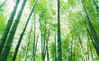 Hoe te knippen van bamboe
