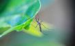 Wat planten muggen afstoten?