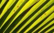 Hoe te weven van palmbladeren dieren
