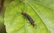 Wat stoot Lovebugs en vliegende insecten?