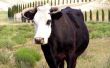 Maken van een businessplan voor bewerking van vee