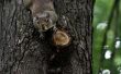 Hoe te houden van eekhoorns uit appelbomen