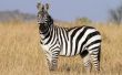 Kenmerken van een Zebra