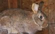 How to Get Rid van konijnen onder loodsen