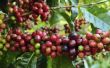 Hoe de zorg voor een koffie Plant