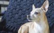 Hoe herken je herten-stijl Chihuahuas