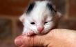 How to Take Care van pasgeboren Kittens & een moeder kat