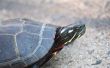 Hoe de zorg voor wilde geschilderde schildpadden