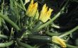 Hoe onderscheid maken tussen mannelijke & vrouwelijke courgette bloemen
