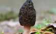 Wilde paddenstoelen jacht in Alaska