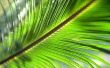 Het behouden van palmbladeren