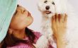 Hoe krijg ik mijn Maltese Dog's gezicht schoon