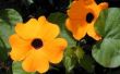 How to Care for Thunbergia