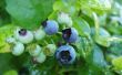 How to Make Blueberry potgrond