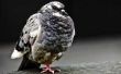 Hoe Home Incubeer Pigeon eieren