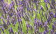 Wat te groeien met lavendel
