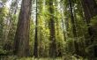 Hoe om te trouwen in Californië Redwood National Forest