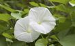 How to Grow Moonflowers