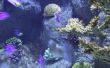 Tekenen van lage zuurstof in een rif Aquarium