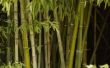 Hoe herken ik het verschil tussen Clumping of uitvoeren van bamboe