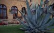 Grote Agave verwijdering