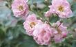 How to Grow mooie rozen voor Beginners