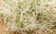 Wat zijn de gezondheidsvoordelen van Alfalfa spruiten?
