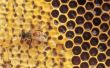 Hoe om te doden van bijen in de muur met Sevin stof