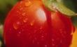 Zijn tomaten nachtschade planten?