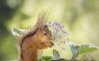 Hoe te houden van eekhoorns uit bloemen eten
