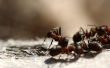 Bijwerkingen van Ant Poison