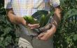 How to Grow komkommers op een balkon