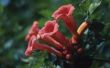 Hoe Plant & Hummingbird wijnstokken groeien
