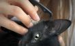 Hoe de behandeling van een kat met Tresaderm voor een oorontsteking