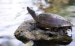 Hoe herken ik het verschil tussen mannelijke en vrouwelijke gele schuifregelaar schildpadden