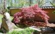 Hoe Plant een Japanse rode esdoorn-boom